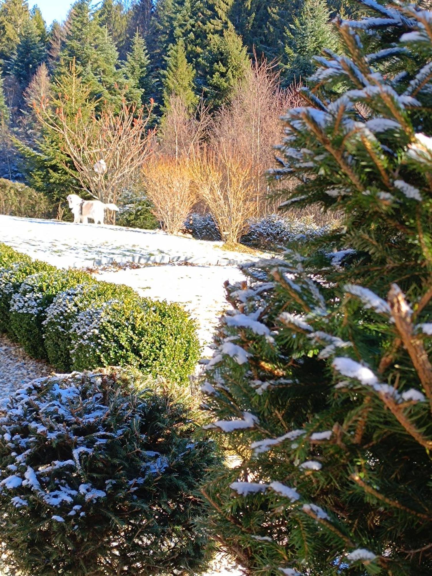 L'Eden De Floridylle Bed & Breakfast Xonrupt-Longemer Dış mekan fotoğraf